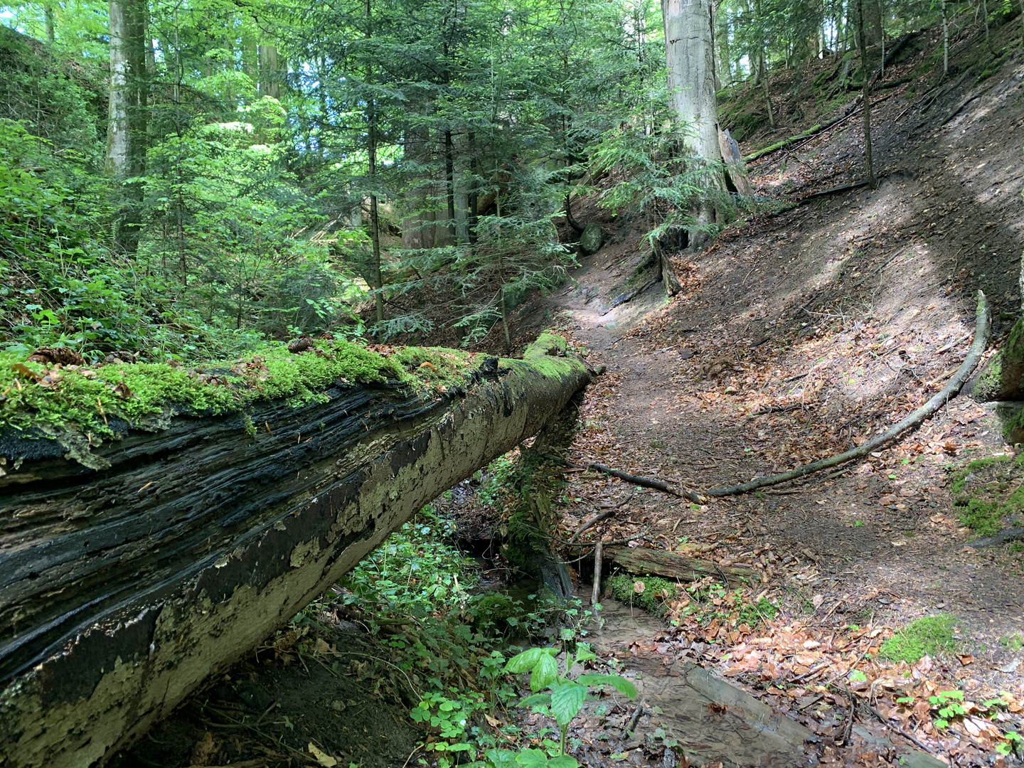 Spaziergang im Wald Foto & Bild | wald, natur, landschaft Bilder auf ...