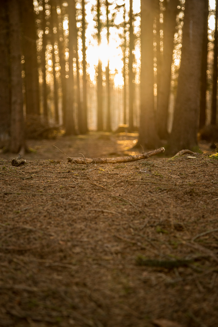 Spaziergang im Wald