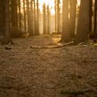 Spaziergang im Wald