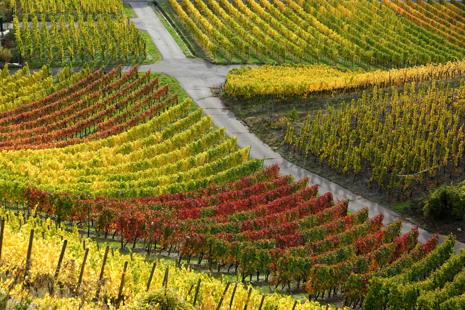 Spaziergang im Wein