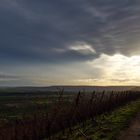 Spaziergang im Weinberg (2)