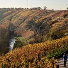 Spaziergang im Weinberg