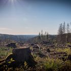 Spaziergang im Wester(wald)