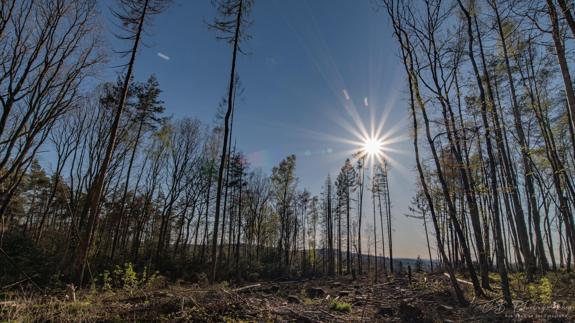 Spaziergang im Wester(wald)