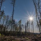 Spaziergang im Wester(wald)