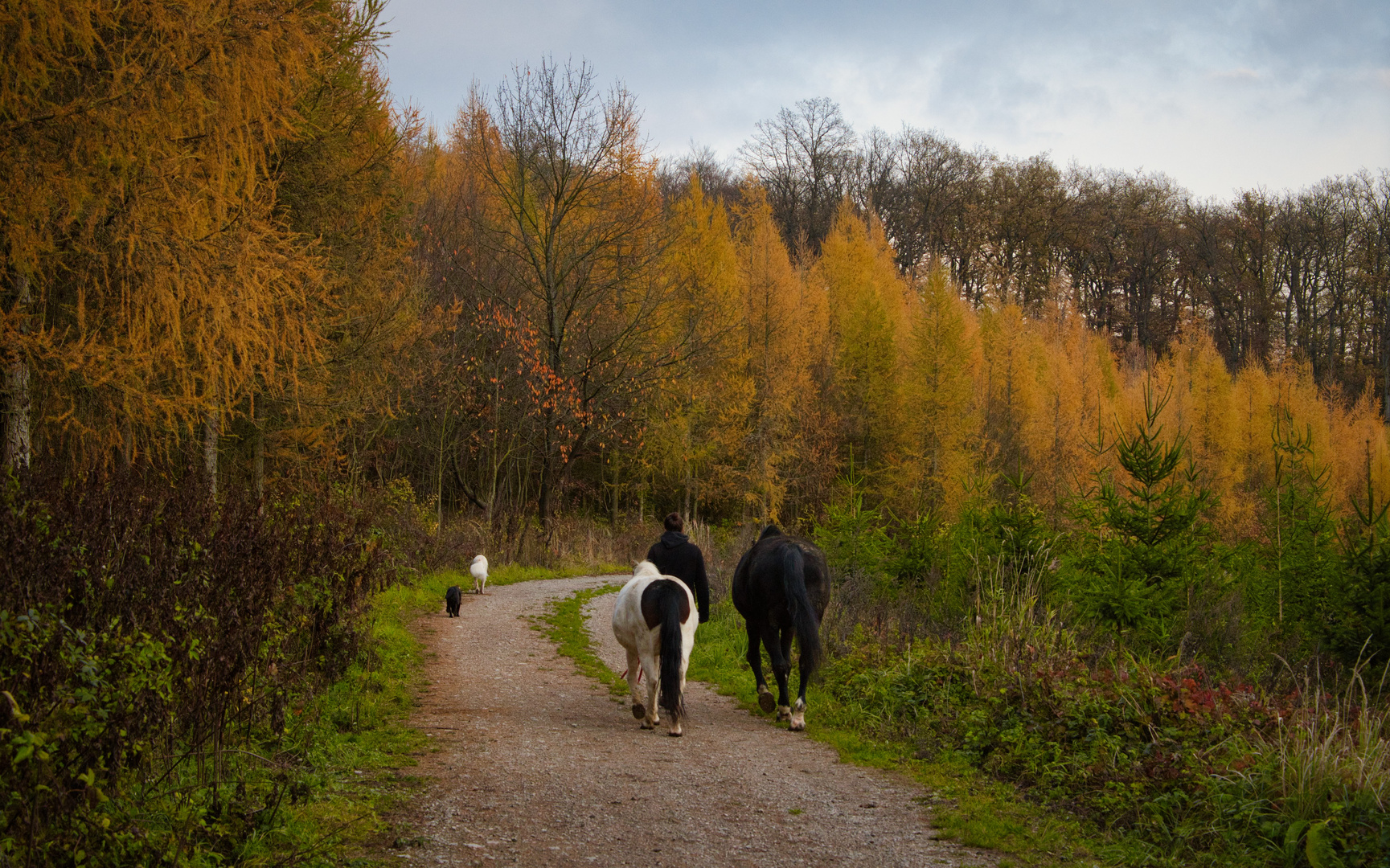 Spaziergang im Wienerwald