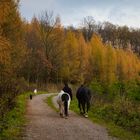 Spaziergang im Wienerwald