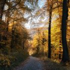 Spaziergang im Wienerwald