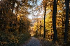 Spaziergang im Wienerwald