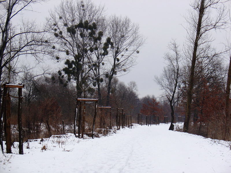 Spaziergang im Winter