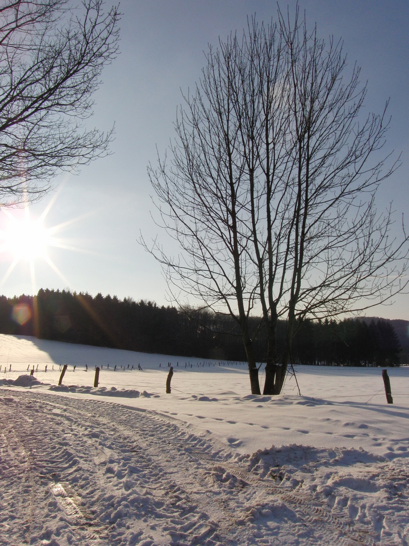 Spaziergang im Winter