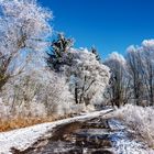 Spaziergang im Winter