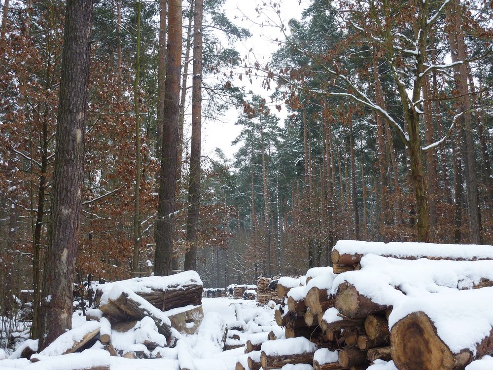 Spaziergang im Winterwald