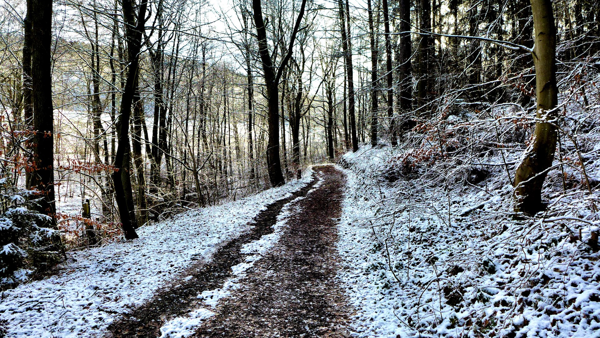 Spaziergang im Winterwald