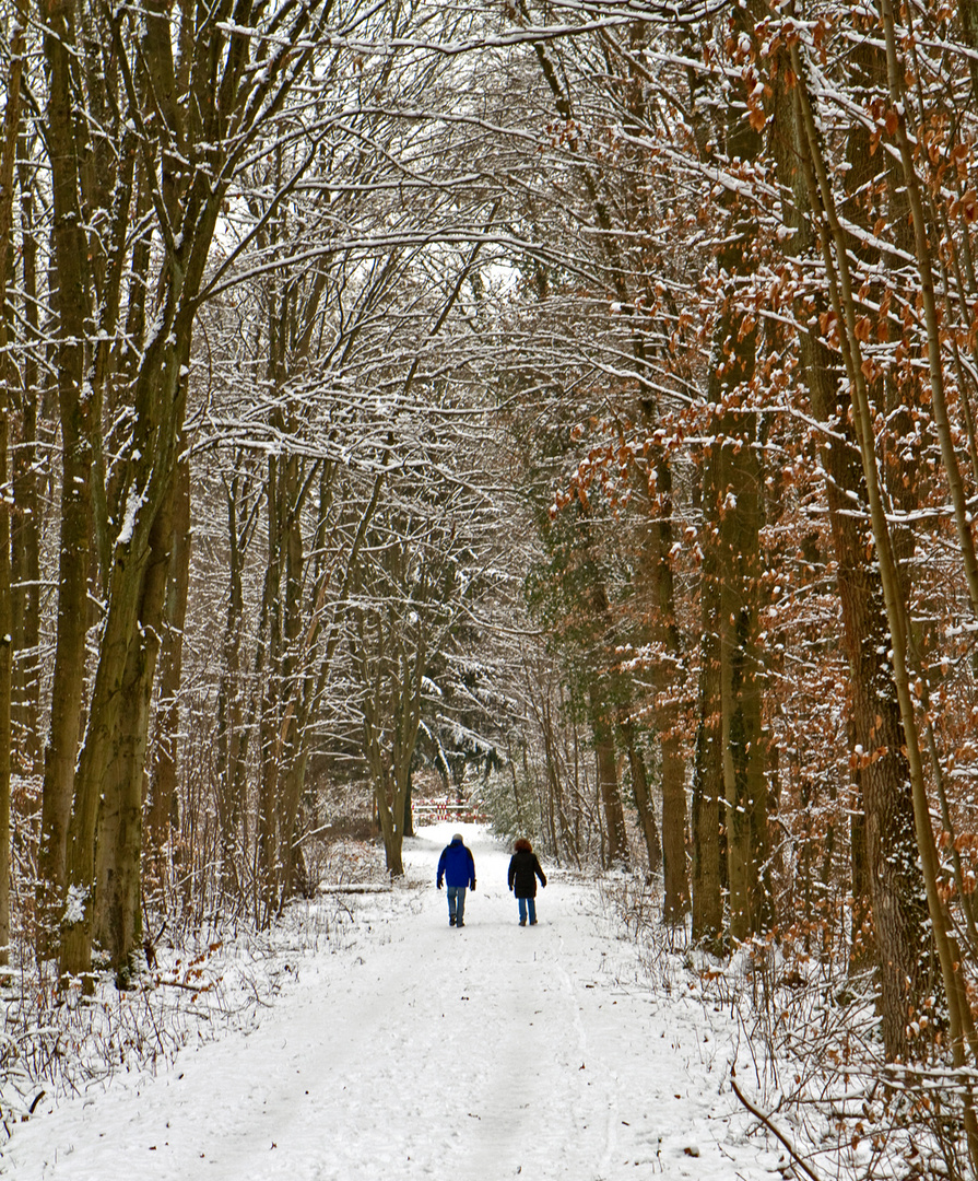 Spaziergang im Winterwald