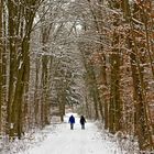 Spaziergang im Winterwald