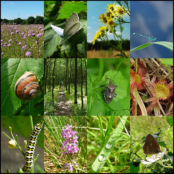 Spaziergang im Wittmoor von Martin Hagedorn