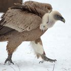 Spaziergang im Zoo