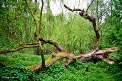 Spaziergang in Billerbeck - Münsterland an der Berkel