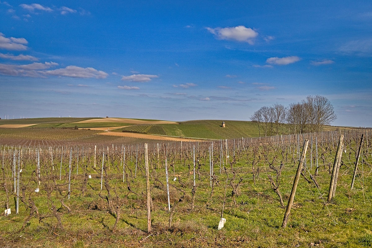 Spaziergang in den Alzeyer Weinbergen