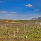 Spaziergang in den Alzeyer Weinbergen