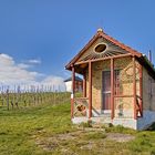 Spaziergang in den Alzeyer Weinbergen