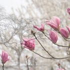 Spaziergang in den Frühling