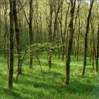 Spaziergang in den Frühling