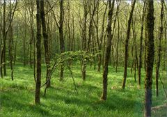 Spaziergang in den Frühling