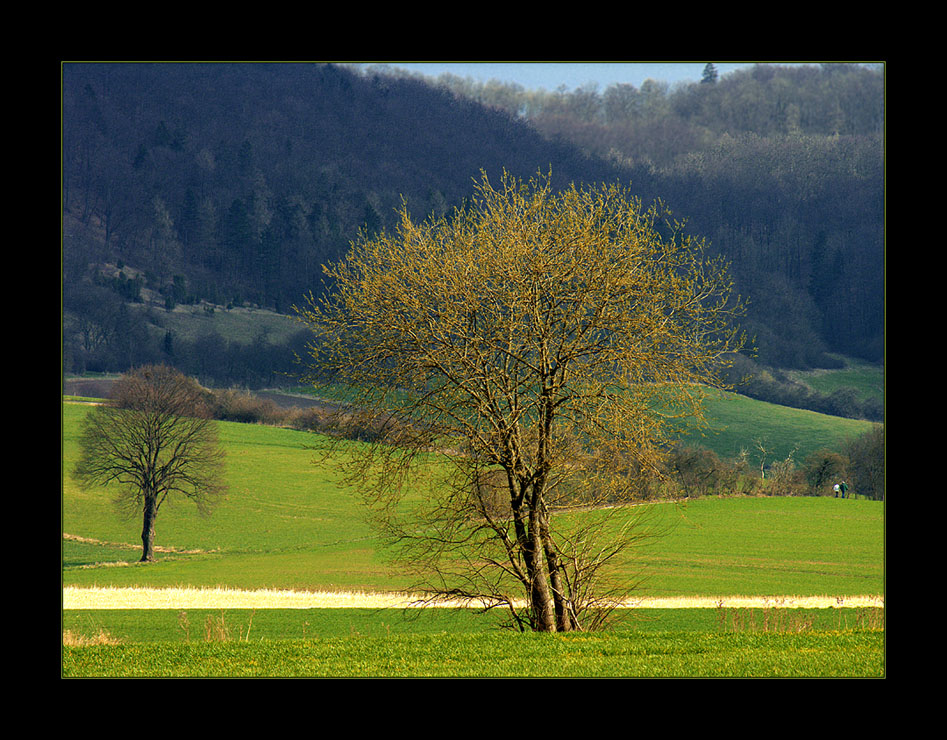 Spaziergang in den Frühling...