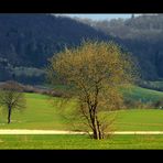 Spaziergang in den Frühling...