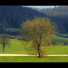 Spaziergang in den Frühling...