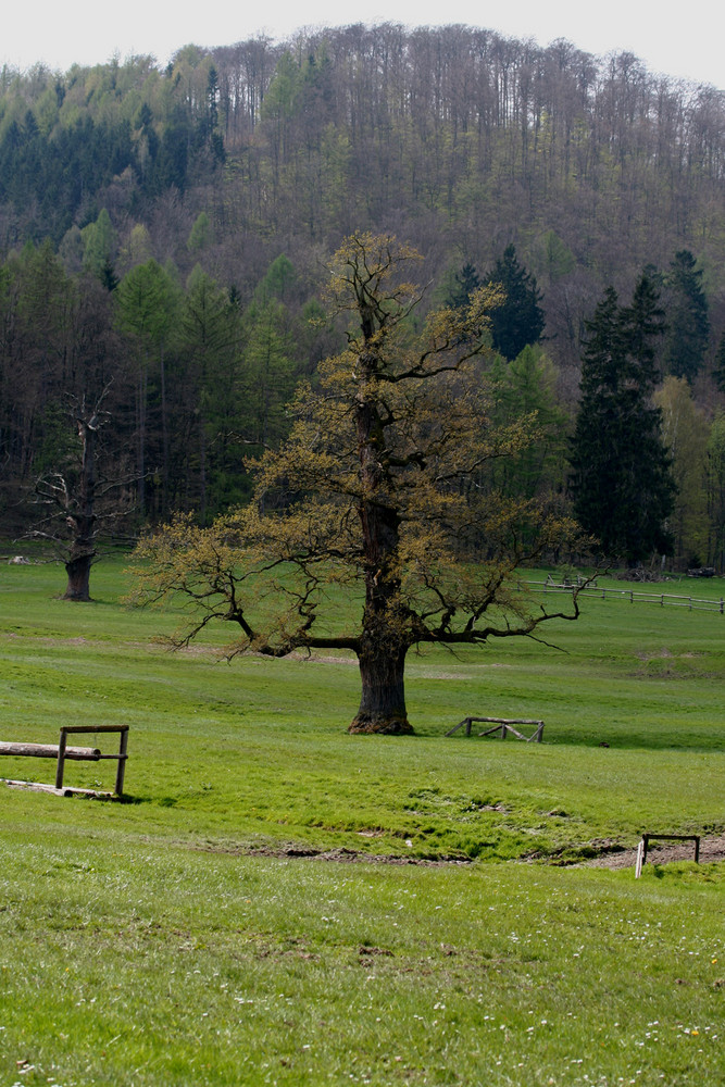 Spaziergang in den Gestütswiesen bei Bad Harzburg