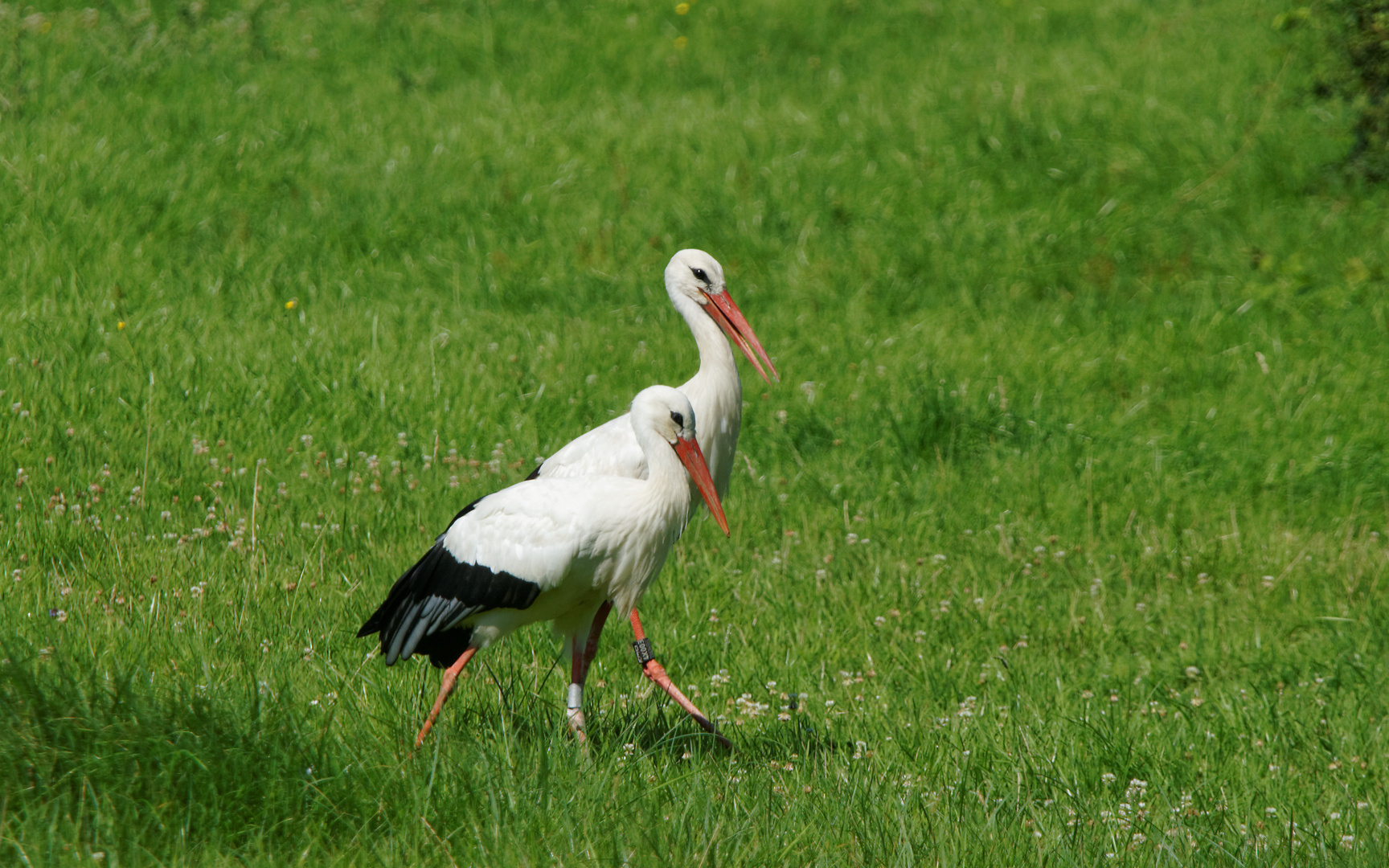 Spaziergang in den Rheinauen