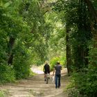 Spaziergang in den Wäldern entlang des Flusses