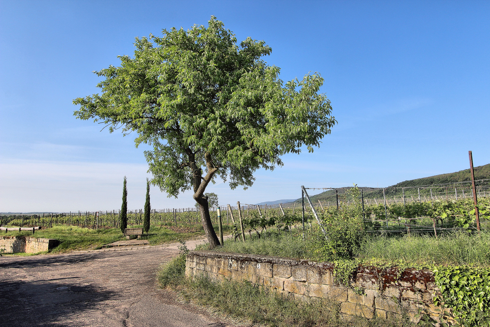 Spaziergang in den Weinbergen