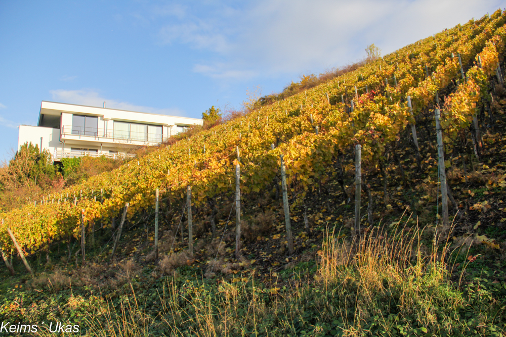 Spaziergang in den Weinbergen 