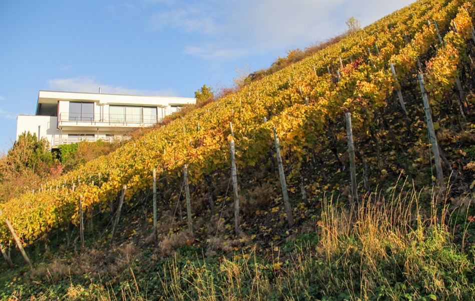 Spaziergang in den Weinbergen 