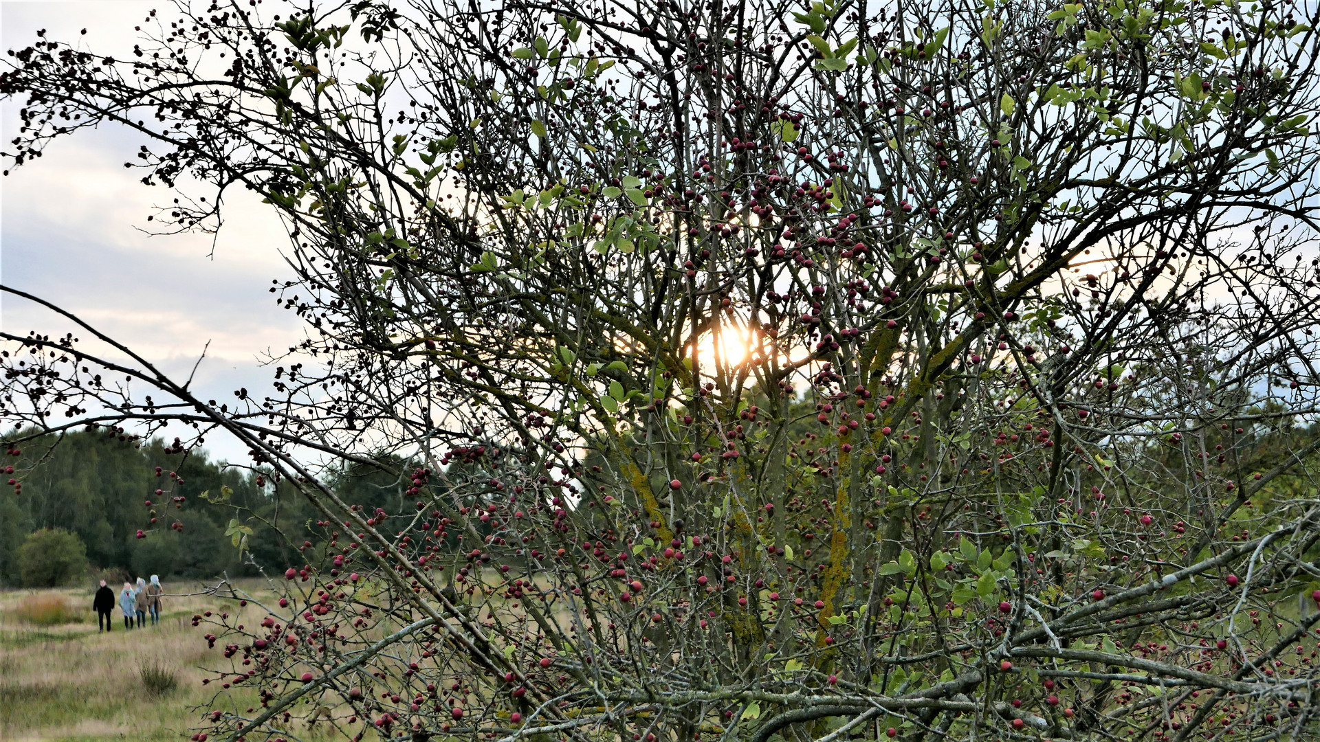 Spaziergang in der Abendsonne