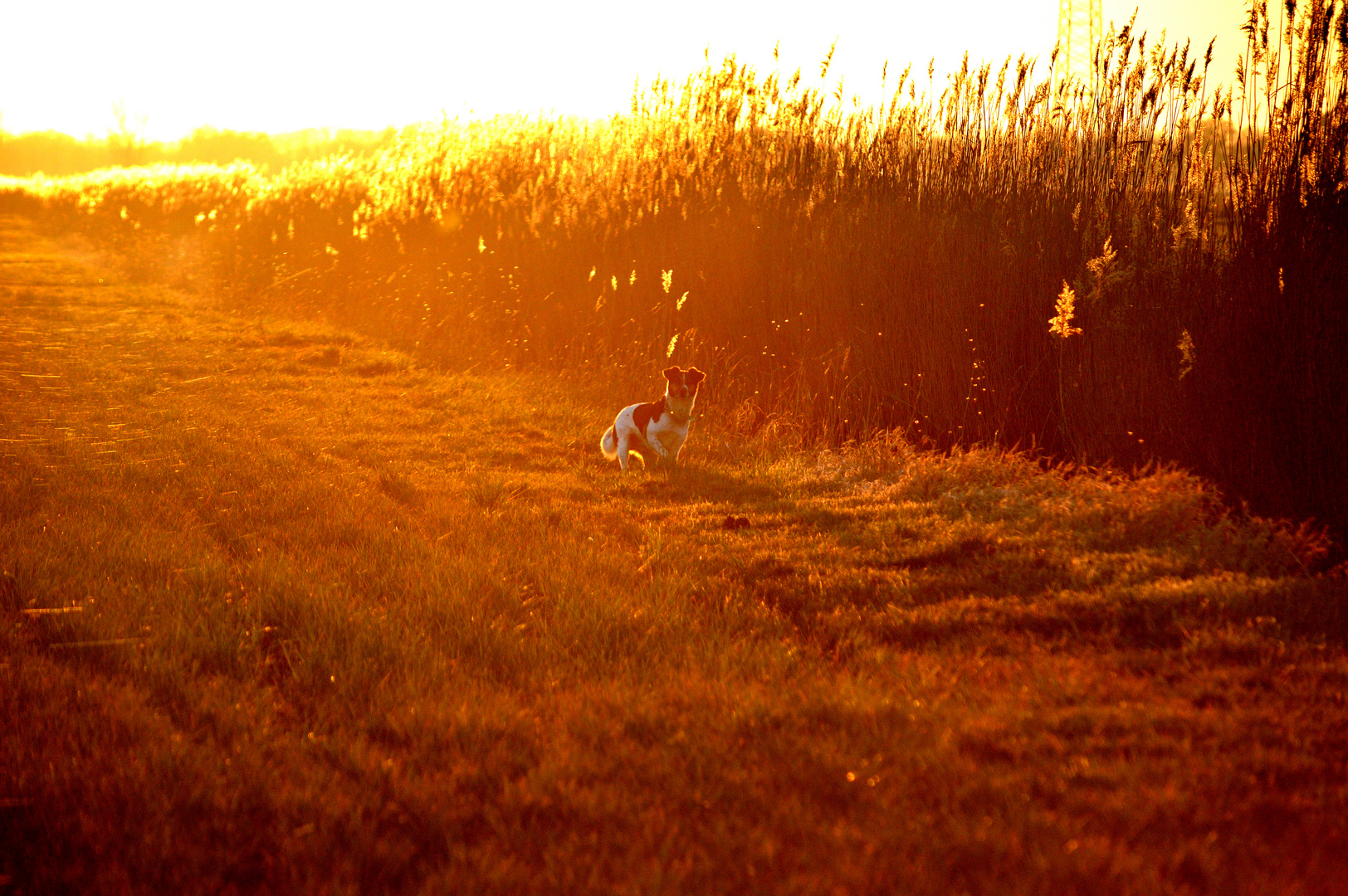 Spaziergang in der Dämmerung