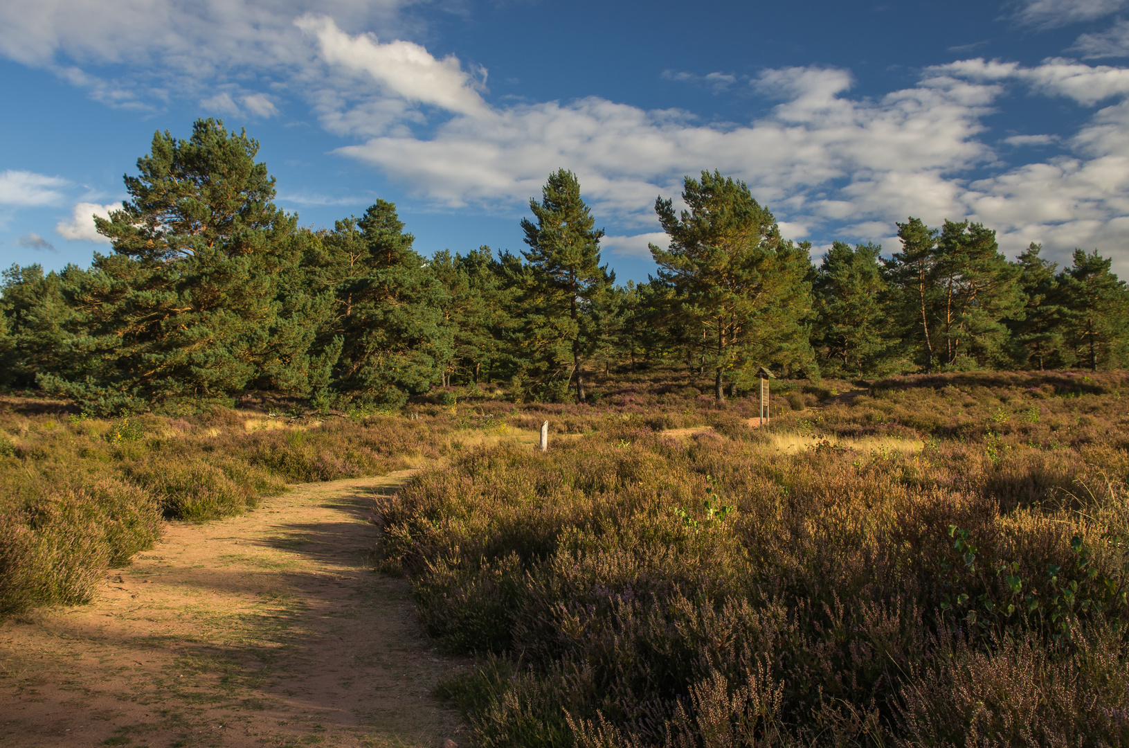 Spaziergang in der Heide