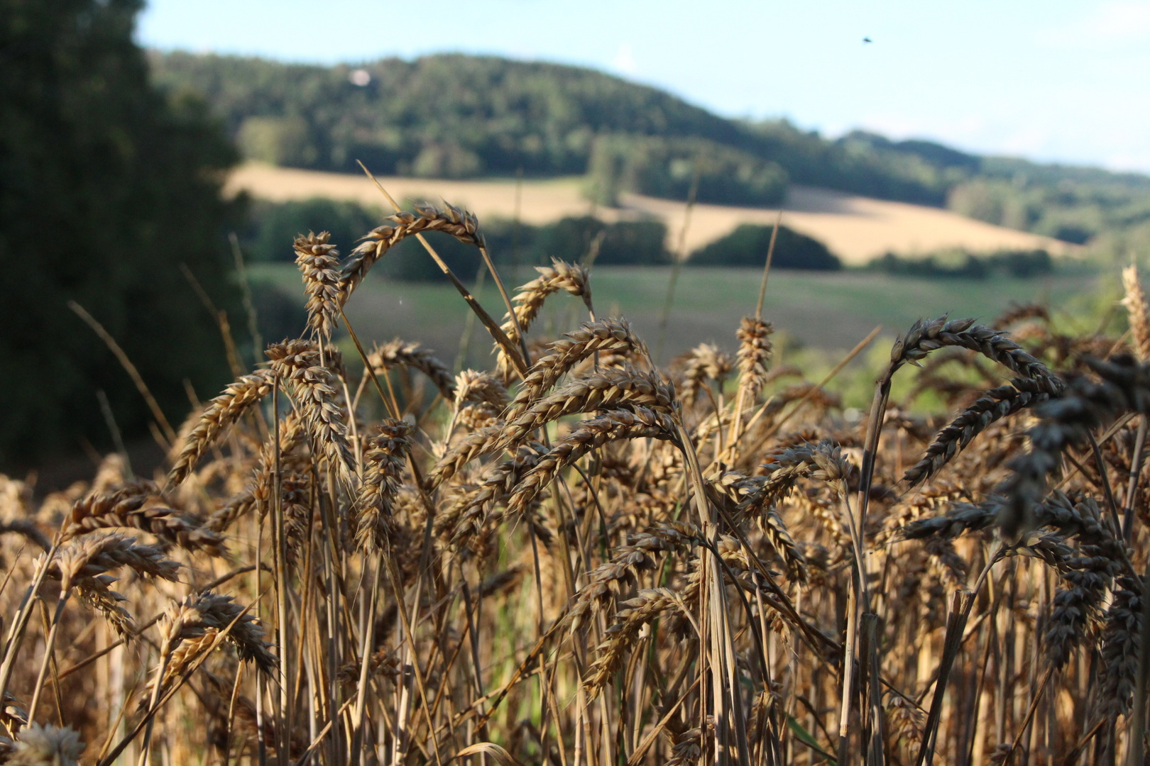 ...Spaziergang in der Heimat