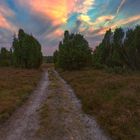 Spaziergang in der Lüneburger Heide