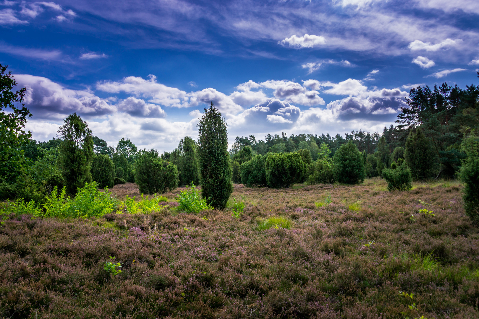 Spaziergang in der Lüneburger Heide