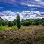 Spaziergang in der Lüneburger Heide