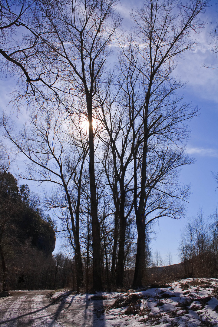 Spaziergang in der Mur-Au II