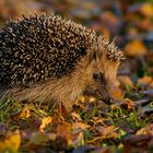 Spaziergang in der Nachmittagssonne