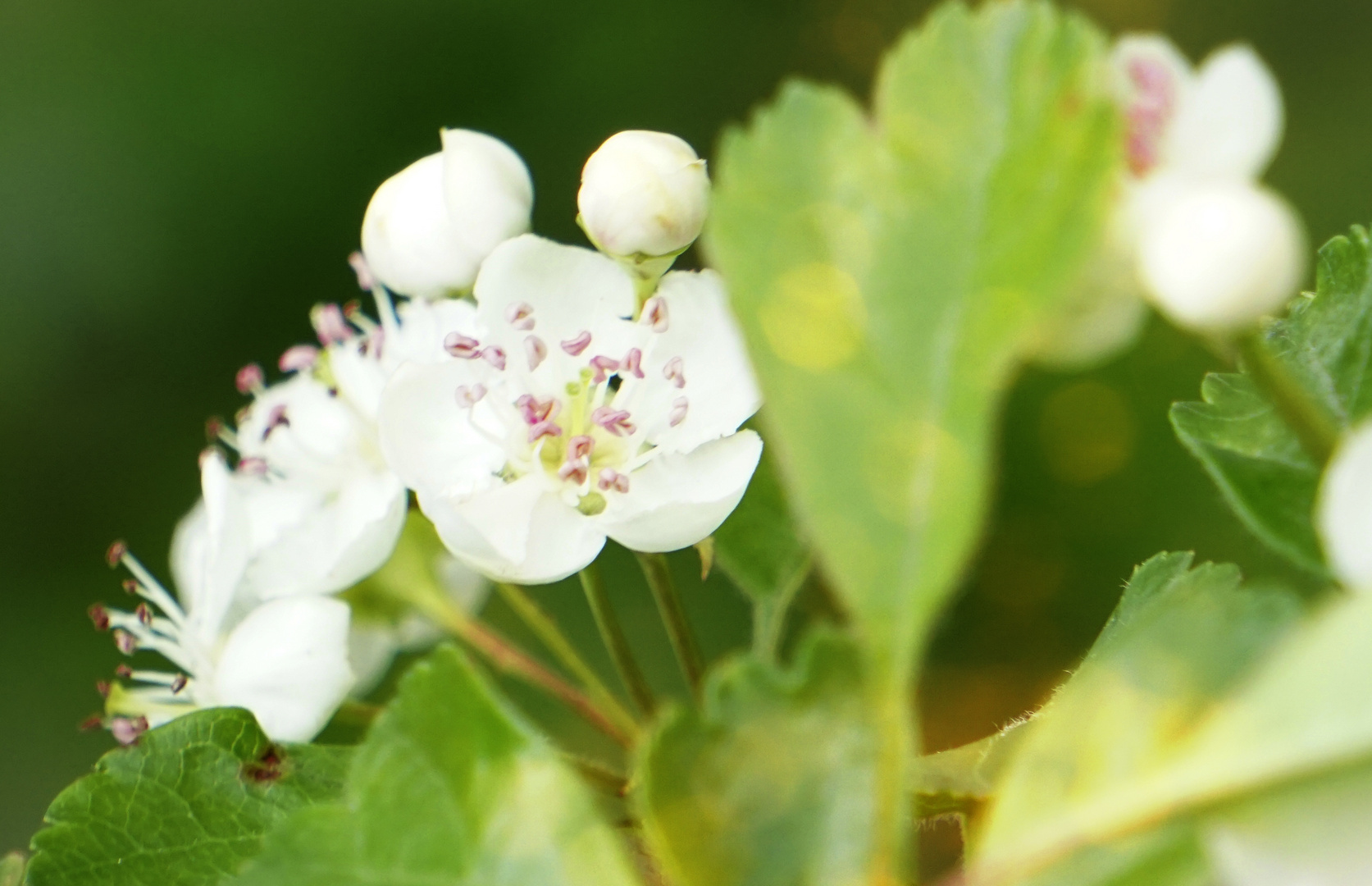 Spaziergang in der Natur