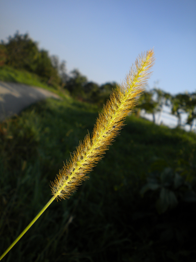 spaziergang in der wachau