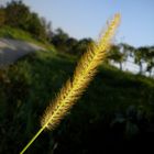 spaziergang in der wachau